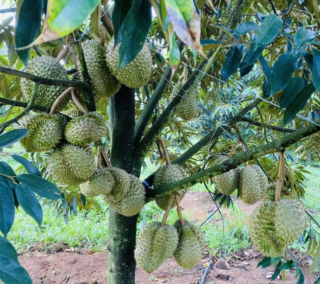 Can canh vuon sau rieng 1.200 ha sieu loi nhuan cua bau Duc-Hinh-8