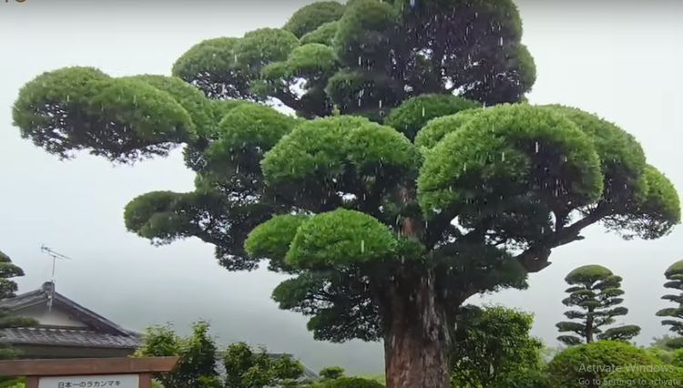 Chiem nguong tung la han 600 nam dep nhat Nhat Ban-Hinh-6