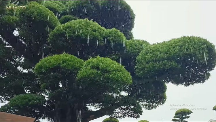 Chiem nguong tung la han 600 nam dep nhat Nhat Ban-Hinh-2