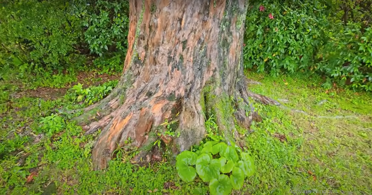 Chiem nguong tung la han 600 nam dep nhat Nhat Ban-Hinh-3