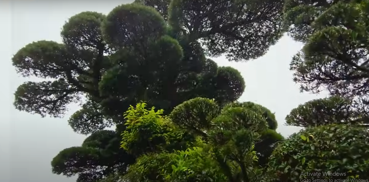 Chiem nguong tung la han 600 nam dep nhat Nhat Ban-Hinh-5