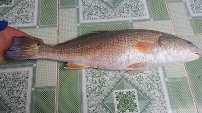 To mo loai ca o Viet Nam “dat hon vang” ca the gioi san lung-Hinh-4