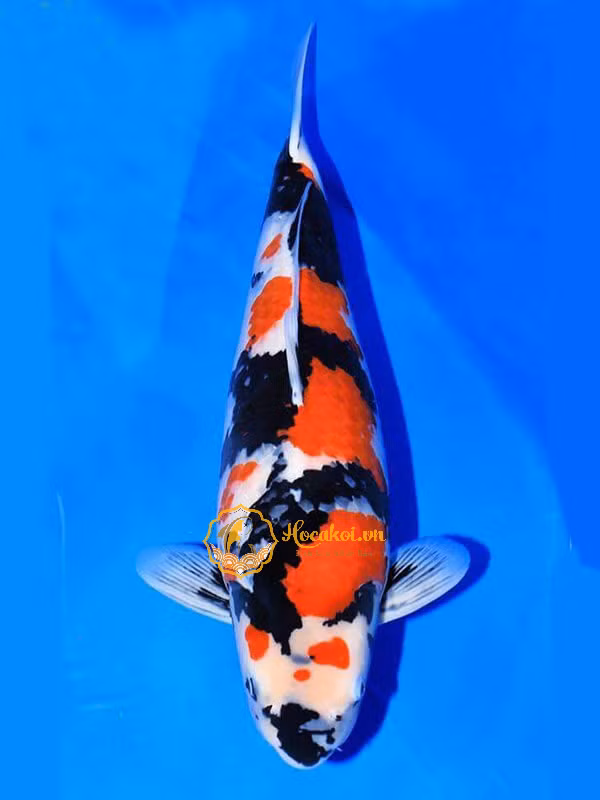 5 loai ca canh “huyen thoai” dat nhat the gioi-Hinh-12