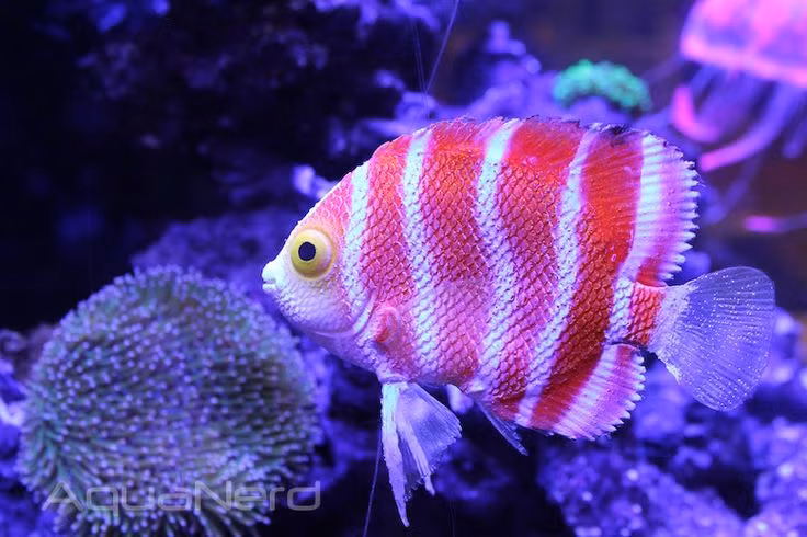 5 loai ca canh “huyen thoai” dat nhat the gioi-Hinh-3