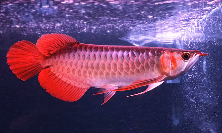 5 loai ca canh “huyen thoai” dat nhat the gioi-Hinh-8