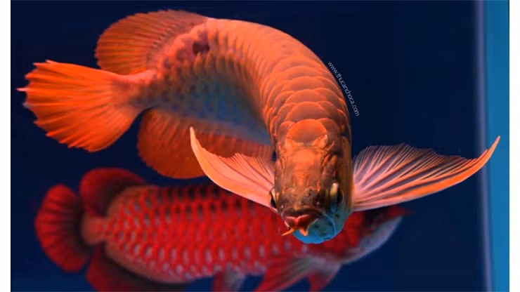 5 loai ca canh “huyen thoai” dat nhat the gioi-Hinh-10