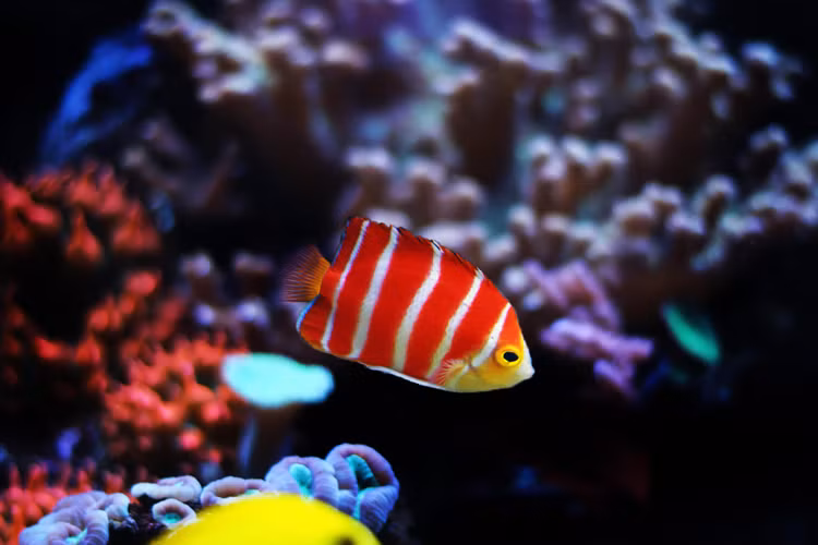 5 loai ca canh “huyen thoai” dat nhat the gioi-Hinh-2