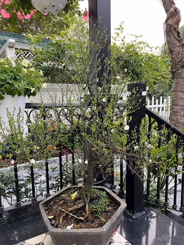 Can canh biet thu bac ty cua Tuan Hung giua long Ha Noi-Hinh-10