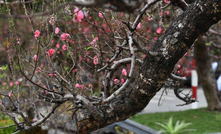 Ngam dao the khung gia thue toi 100 trieu o Ha Noi-Hinh-6