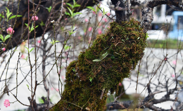 Ngam dao the khung gia thue toi 100 trieu o Ha Noi-Hinh-3