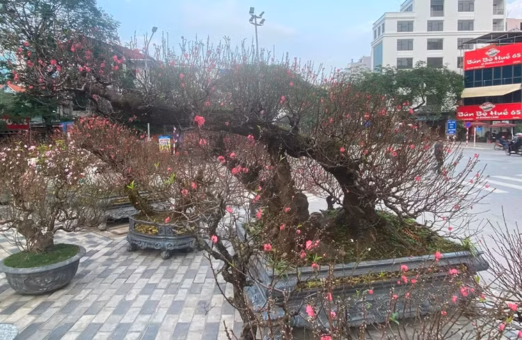 Ngam dao the khung gia thue toi 100 trieu o Ha Noi-Hinh-10