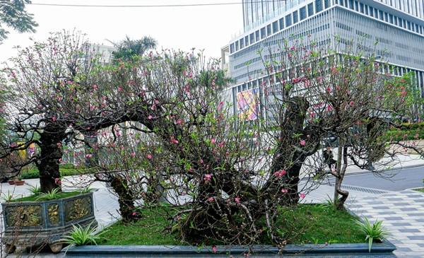 Ngam dao the khung gia thue toi 100 trieu o Ha Noi-Hinh-4