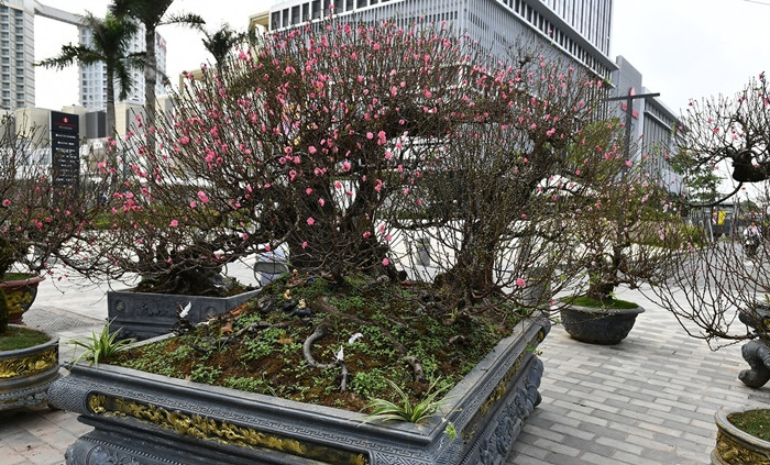 Ngam dao the khung gia thue toi 100 trieu o Ha Noi