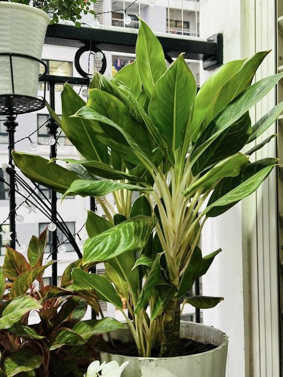 Phong khach ngap hoa trong nha NSND Cong Ly ngay can Tet-Hinh-10