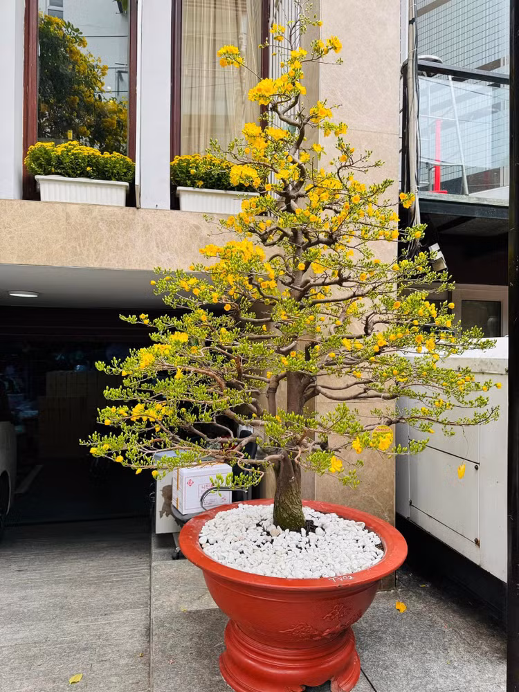 Can canh biet thu ruc sac hoa don Tet cua Dam Vinh Hung-Hinh-5