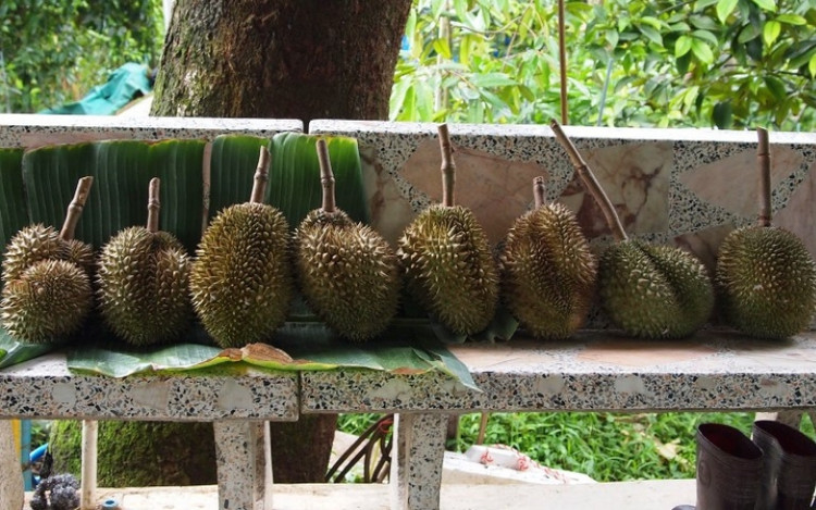 3 loai sau rieng dat do bac nhat hanh tinh-Hinh-8