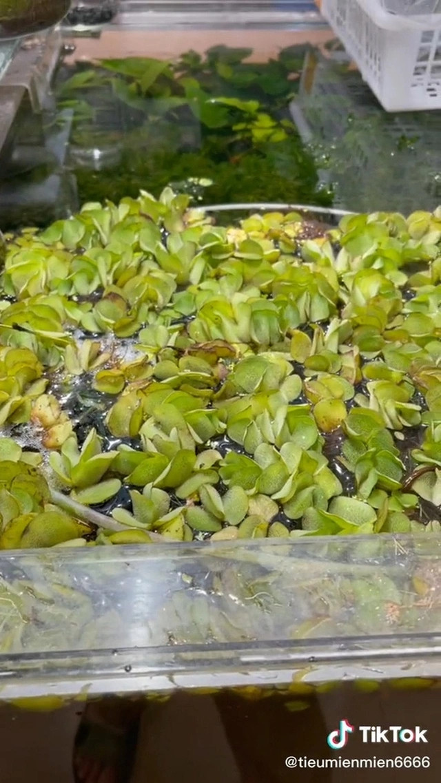 3 rau dai o Viet Nam thanh “than duoc” dat gia o nuoc ngoai-Hinh-3