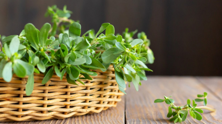 3 rau dai o Viet Nam thanh “than duoc” dat gia o nuoc ngoai-Hinh-5