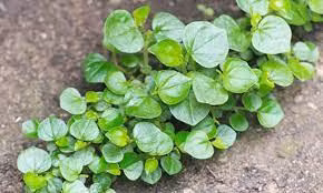 3 rau dai o Viet Nam thanh “than duoc” dat gia o nuoc ngoai-Hinh-7