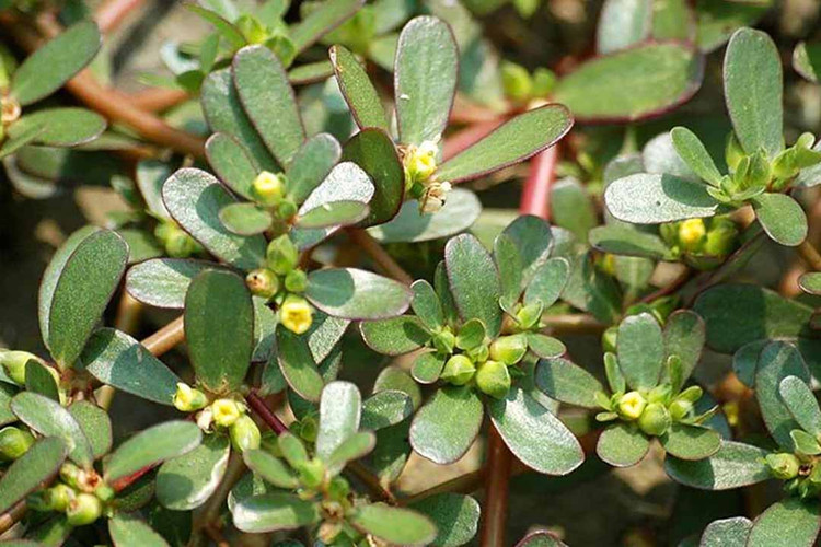 3 rau dai o Viet Nam thanh “than duoc” dat gia o nuoc ngoai-Hinh-4