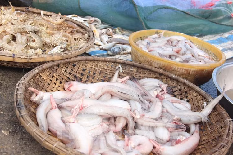 Bat ngo loai ca xua lon an nay trieu dong/kg khach tranh nhau mua-Hinh-6