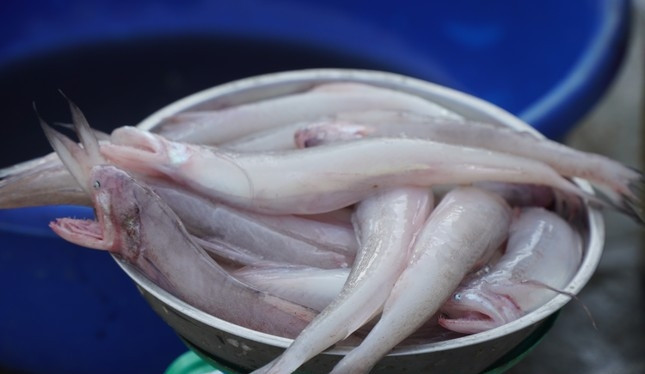 Bat ngo loai ca xua lon an nay trieu dong/kg khach tranh nhau mua-Hinh-4