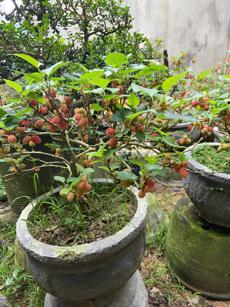 Ngam bonsai dau tam vai chuc trieu khien nguoi choi “moc vi“-Hinh-3