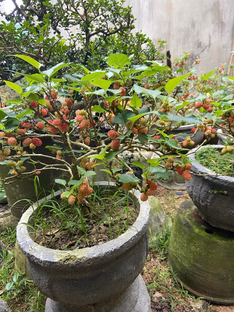 Ngam bonsai dau tam vai chuc trieu khien nguoi choi “moc vi“-Hinh-3