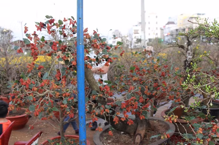 Ngam bonsai dau tam vai chuc trieu khien nguoi choi “moc vi“-Hinh-4