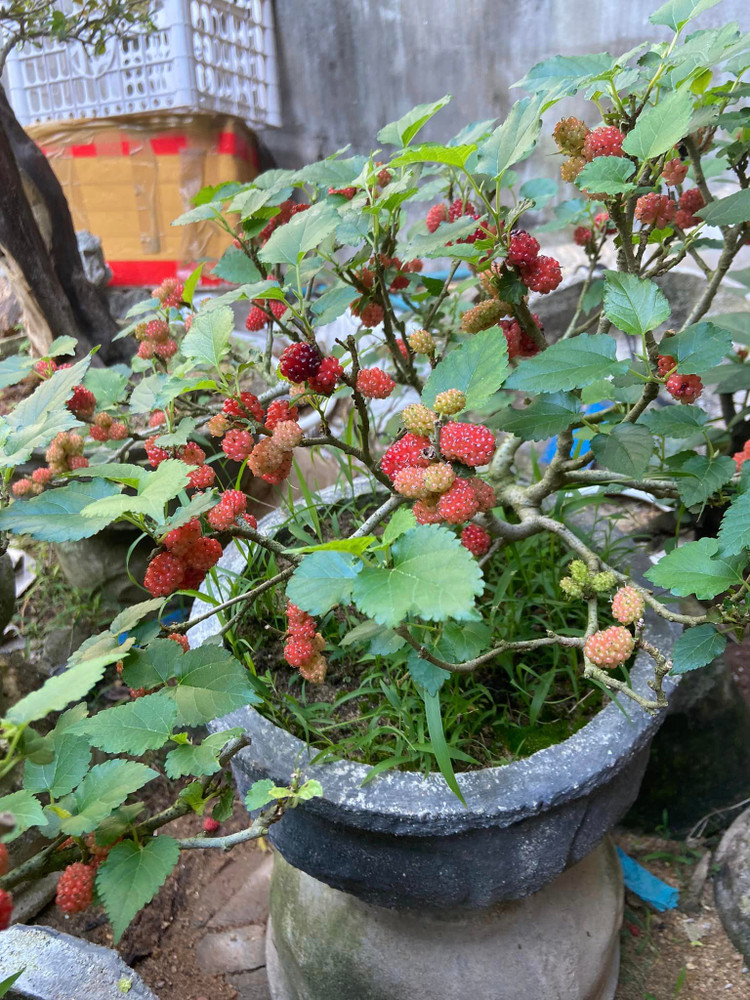 Ngam bonsai dau tam vai chuc trieu khien nguoi choi “moc vi“-Hinh-5