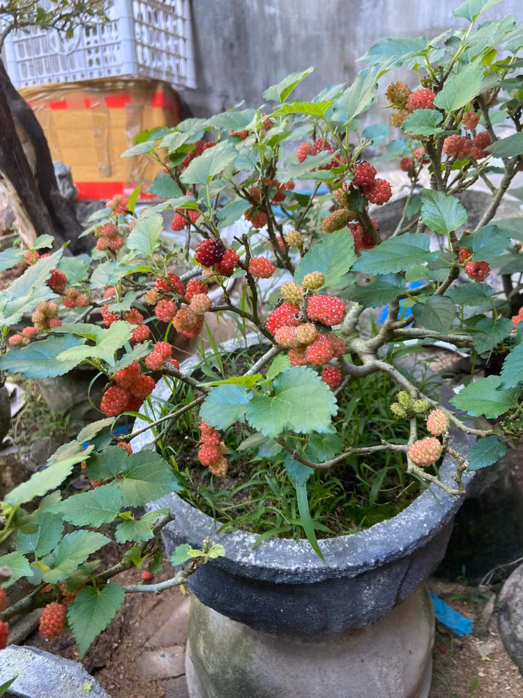 Ngam bonsai dau tam vai chuc trieu khien nguoi choi “moc vi“-Hinh-5