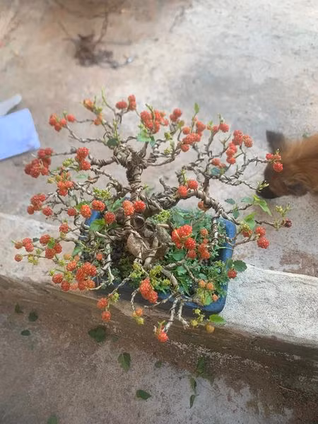 Ngam bonsai dau tam vai chuc trieu khien nguoi choi “moc vi“-Hinh-7