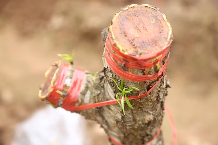 Nhung cong viec “hai ra tien” sau Tet Nguyen dan-Hinh-4
