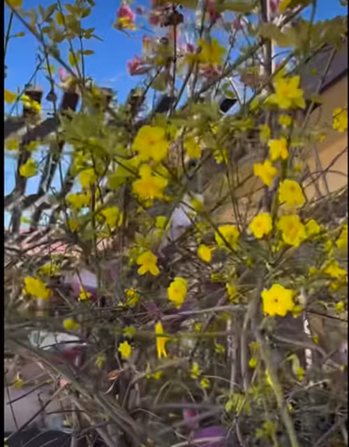 Khu vuon ruc sac hoa trong biet thu 2.000 m2 cua Bang Kieu-Hinh-7