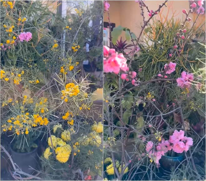 Khu vuon ruc sac hoa trong biet thu 2.000 m2 cua Bang Kieu-Hinh-4