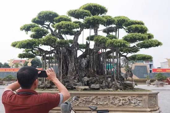 Can canh sieu cay “dang Rong” dat nhat Viet Nam-Hinh-10