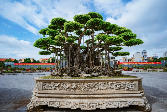 Can canh sieu cay “dang Rong” dat nhat Viet Nam