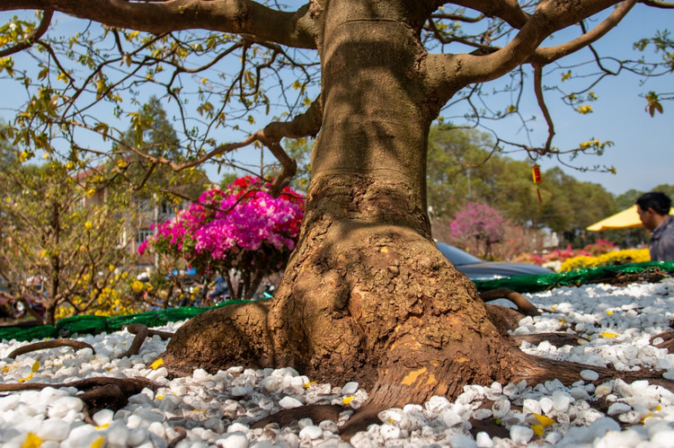 Nhung “lao mai” tien ty xon xao thi truong Tet 2024-Hinh-10