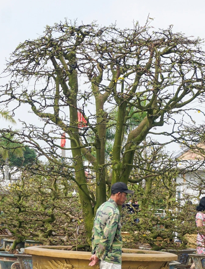 Nhung “lao mai” tien ty xon xao thi truong Tet 2024-Hinh-4