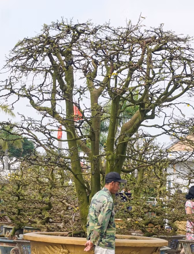 Nhung “lao mai” tien ty xon xao thi truong Tet 2024-Hinh-4