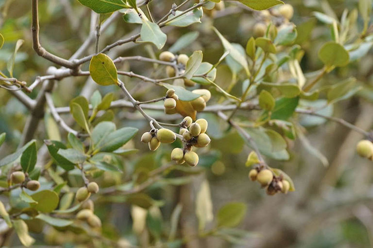 4 loai qua xua rung day san thanh dac san dan pho san lung-Hinh-12