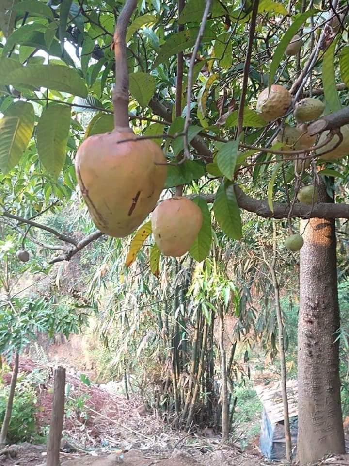 4 loai qua xua rung day san thanh dac san dan pho san lung-Hinh-4