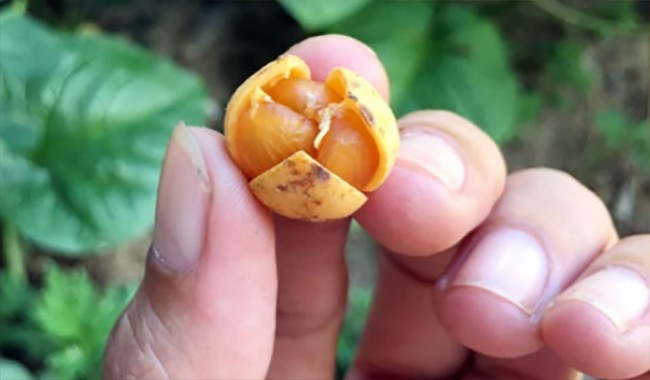 4 loai qua xua rung day san thanh dac san dan pho san lung-Hinh-8