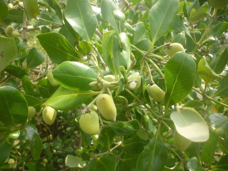 4 loai qua xua rung day san thanh dac san dan pho san lung-Hinh-10