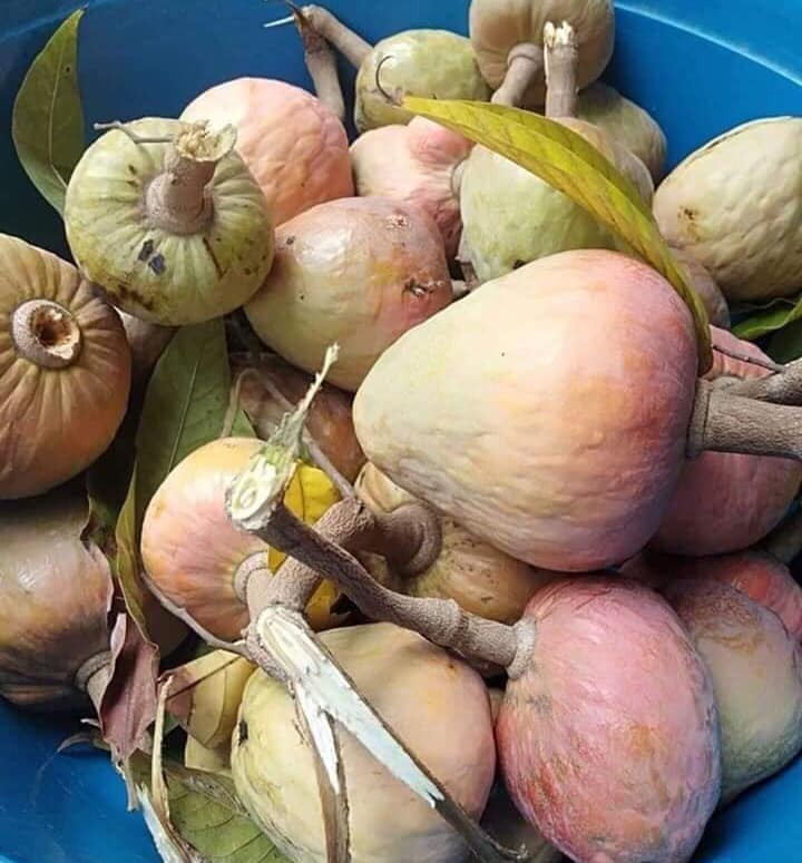 4 loai qua xua rung day san thanh dac san dan pho san lung-Hinh-6