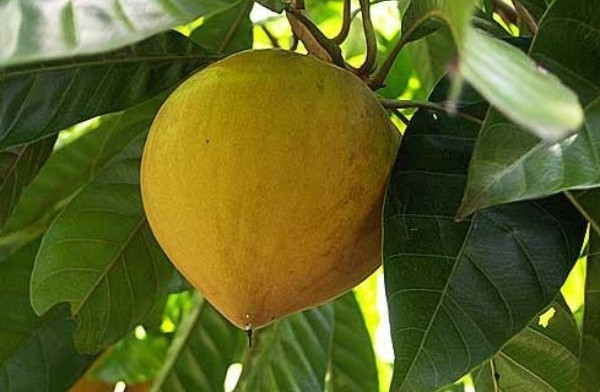 4 loai qua xua rung day san thanh dac san dan pho san lung