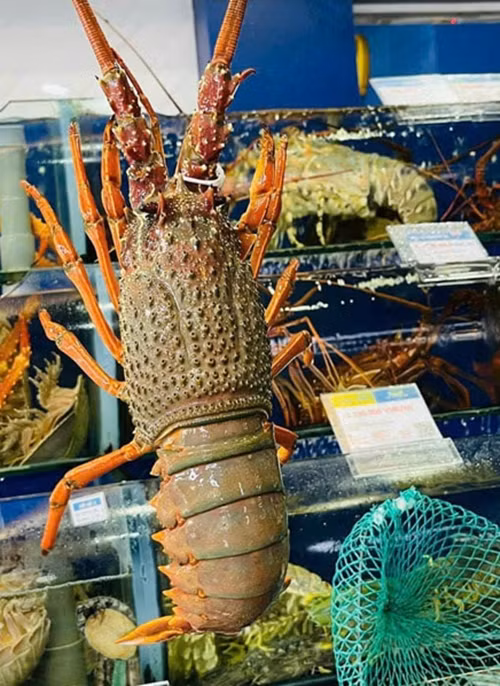 Su that dang sau duoi tom hum Uc gia re “do bo” cho mang-Hinh-9