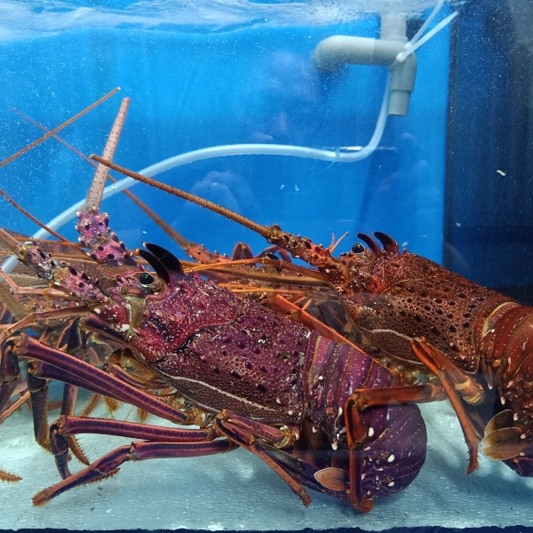 Su that dang sau duoi tom hum Uc gia re “do bo” cho mang-Hinh-10