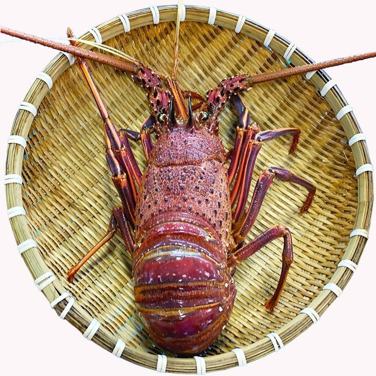 Su that dang sau duoi tom hum Uc gia re “do bo” cho mang-Hinh-8