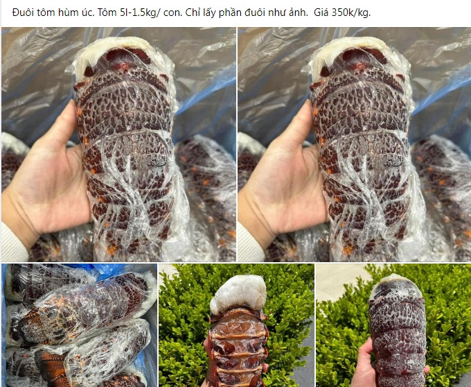 Su that dang sau duoi tom hum Uc gia re “do bo” cho mang